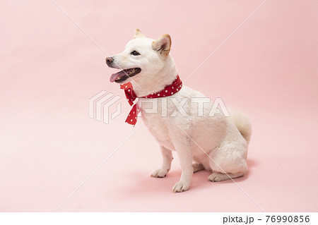 ピンクバックで赤いリボンを首に巻いて笑う柴犬の写真素材