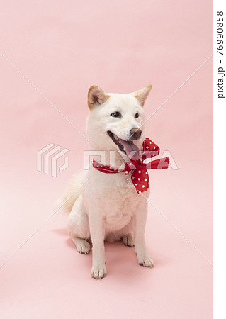 ピンクバックで赤いリボンを首に巻いて笑う柴犬の写真素材