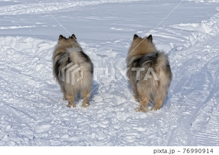 Two Keeshond dogs stand at the crossroads and choose different directions 76990914