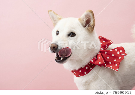 ピンクバックで微笑む柴犬のバストアップ ピンクバックで微笑む柴犬のバストアップ 76990915