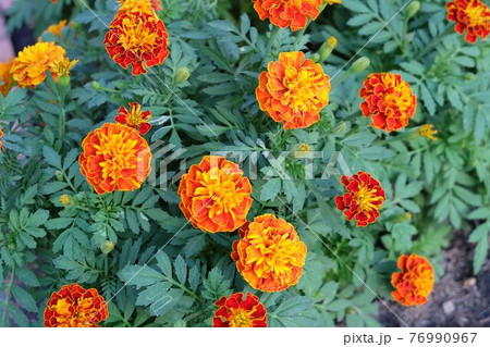 Orange Calendula or Marigold Flowers in Garden Orange Calendula or Marigold Flowers in Garden 76990967