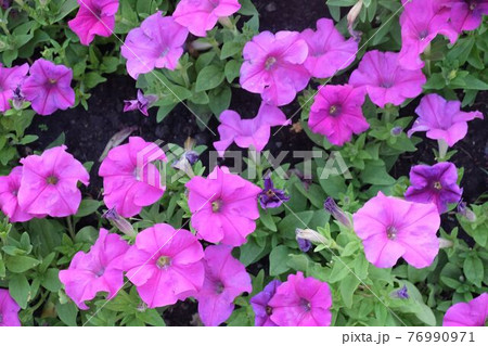 Fresh Purple Petunia Flowers in A Garden Fresh Purple Petunia Flowers in A Garden 76990971