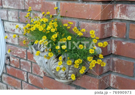 Lovely Fresh Butter Daisy in A Garden 76990973