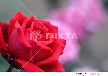 花の女王 76991208