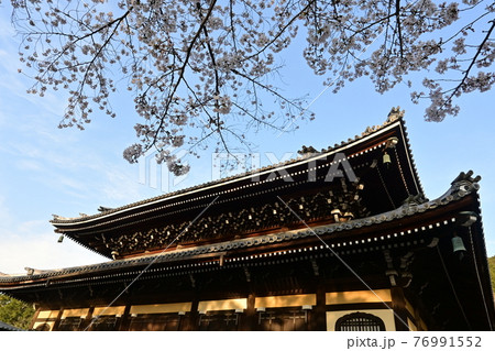 南禅寺の法堂と夕日のソメイヨシノ 76991552