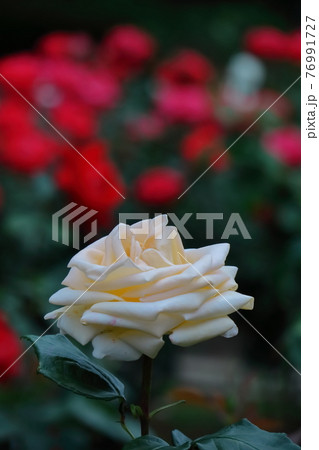 花の女王 76991727