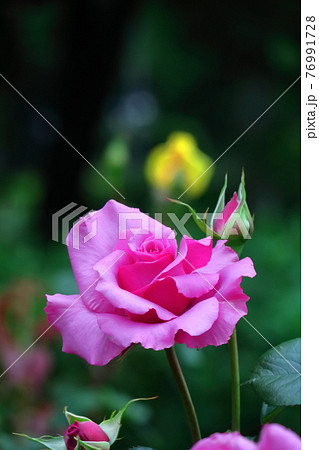 花の女王 76991728