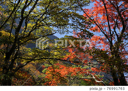 石鎚山　紅葉　1 76991763