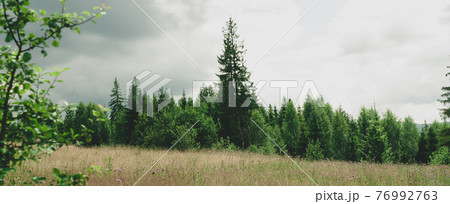 Edge forest dark green coniferous fir trees and small shrubs, small lawn with yellowed grass and lilac flowers, nature outdoors. 76992763