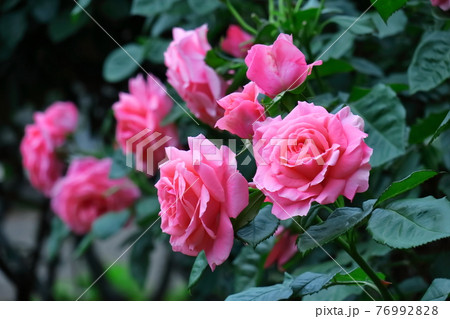 花の女王 花の女王 76992828
