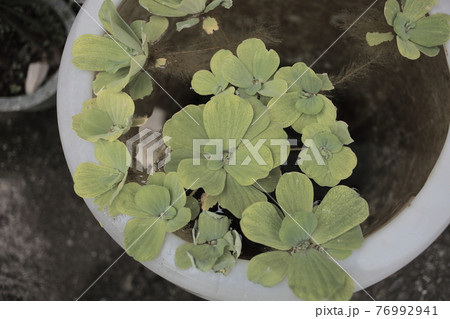 花 フラワー お花 76992941