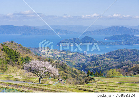 松尾の一本桜　 76993324