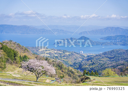 松尾の一本桜　 76993325