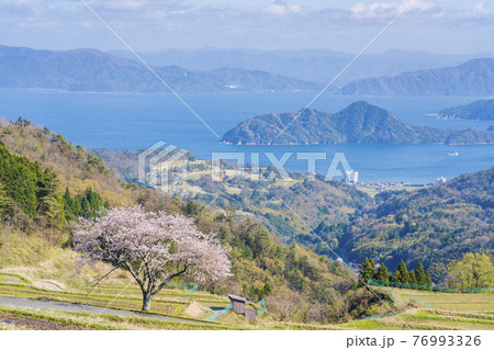 松尾の一本桜　 76993326