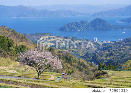 松尾の一本桜　 76993330