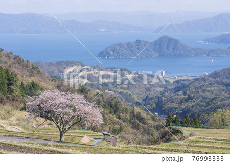 松尾の一本桜　 76993333