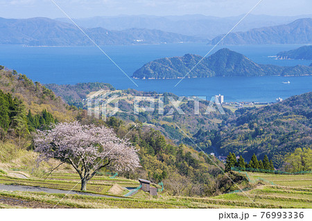 松尾の一本桜　 76993336