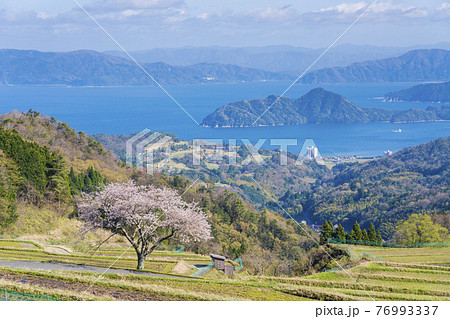 松尾の一本桜　 76993337