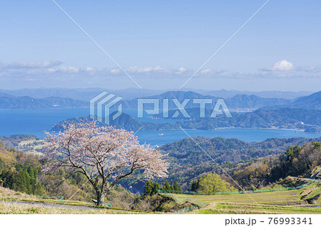 松尾の一本桜　 76993341