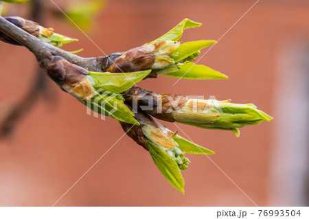 Russia. April 23, 2021. The first green leaves break through the buds on the oak trees in the parks and squares of Kronstadt. 76993504