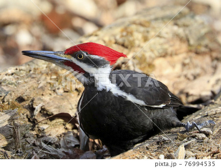 Pileated woodpecker portrait into the forest, Quebec, Canada Pileated woodpecker portrait into the forest, Quebec, Canada 76994535