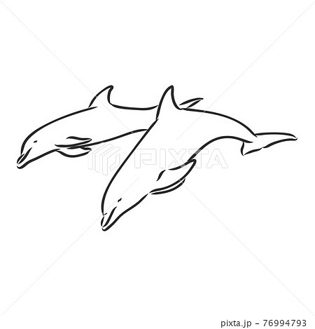 How to Draw a Dolphin Easy StepbyStep Dolphin Drawing With Video