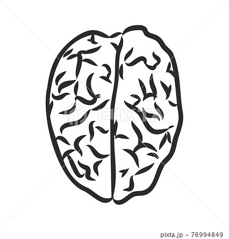 Brain of the person for medical design. Vector sketch. Brain of the person for medical design. Vector sketch. 76994849