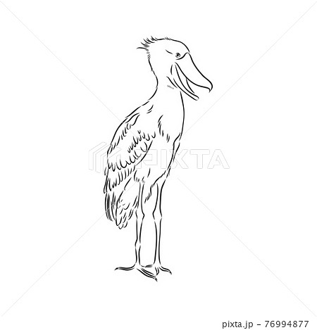 Hand drawn sketch style shoebill. Vector illustration isolated on white background. 76994877