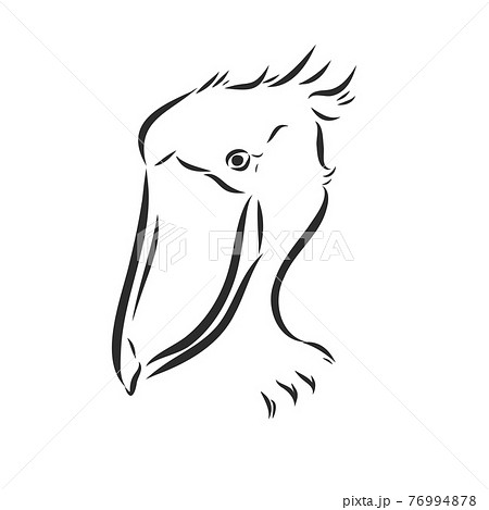 Hand drawn sketch style shoebill. Vector illustration isolated on white background. Hand drawn sketch style shoebill. Vector illustration isolated on white background. 76994878
