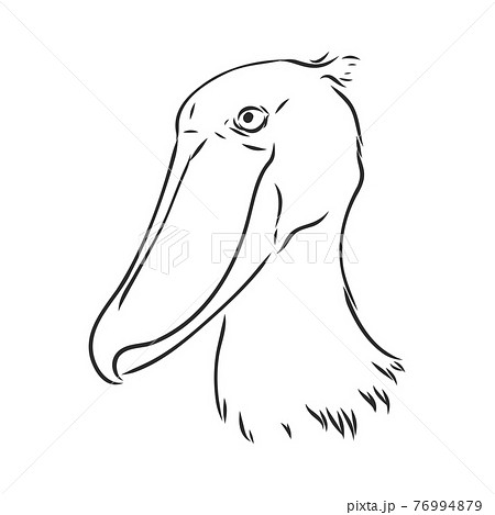 Hand drawn sketch style shoebill. Vector illustration isolated on white background. 76994879