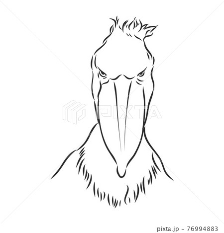 Hand drawn sketch style shoebill. Vector illustration isolated on white background. 76994883