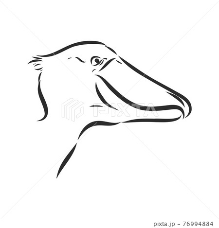 Hand drawn sketch style shoebill. Vector illustration isolated on white background. Hand drawn sketch style shoebill. Vector illustration isolated on white background. 76994884