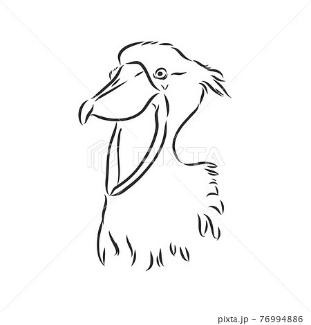 Hand drawn sketch style shoebill. Vector illustration isolated on white background. 76994886