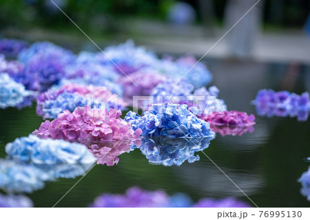 大阪府池田市 北摂の古刹「久安寺のあじさいうかべ」 76995130