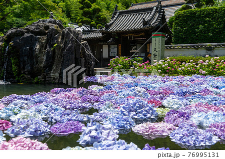 大阪府池田市 北摂の古刹「久安寺のあじさいうかべ」 76995131