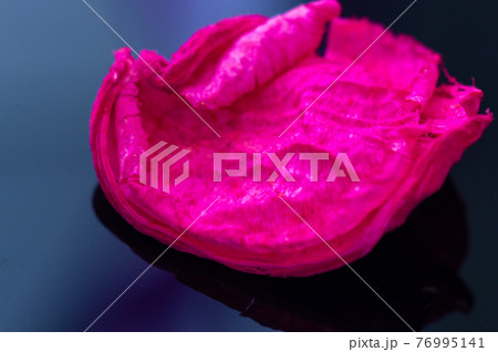 Rose petal dry red on a blue background. Isolated.Copy space. Close-up 76995141