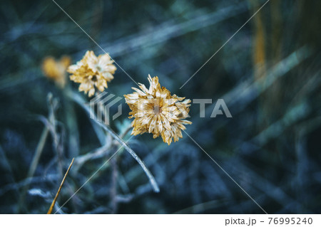 helichrysum flower in nature outdoors 76995240