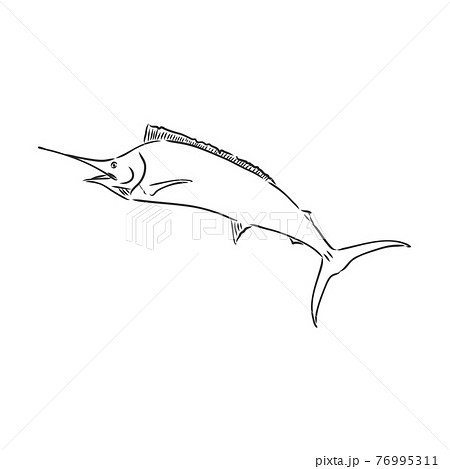 marlin fish drawings