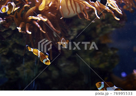 Clown fish swimming in the ocean Clown fish swimming in the ocean 76995533