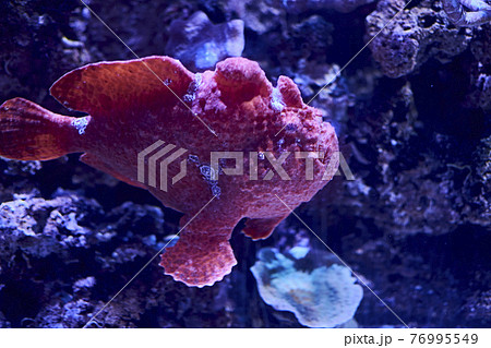 Rhinophias fish swimming in the ocean 76995549
