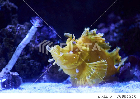 Rhinophias fish swimming in the ocean Rhinophias fish swimming in the ocean 76995550