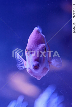 Raor fish swimming in the sea Raor fish swimming in the sea 76995551