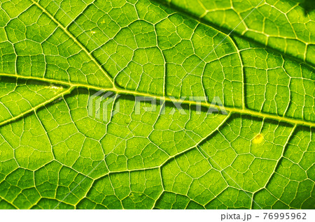 Macro texture of green leaf 76995962