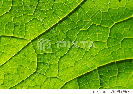 Macro texture of green leaf 76995963