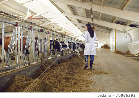 View from the back of a veterinarian conducting regular inspections of cattle on a dairy farm. 76996293