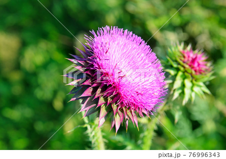 flower milk Thistle close-up. 76996343