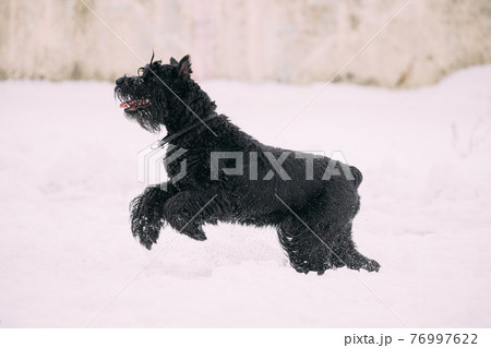 Funny Young Black Giant Schnauzer Or Riesenschnauzer Dog Walking Outdoor In Snow Snowdrift At Winter Snowy Day. Playful Pet Outdoors 76997622