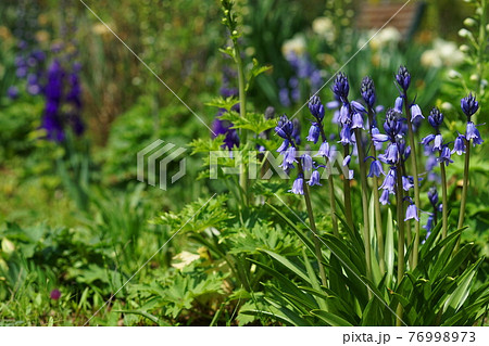 4月 調布1013シラー・カンパニュラータ・キジカクシ科・京王フローラルガーデンアンジェ 4月 調布1013シラー・カンパニュラータ・キジカクシ科・京王フローラルガーデンアンジェ 76998973