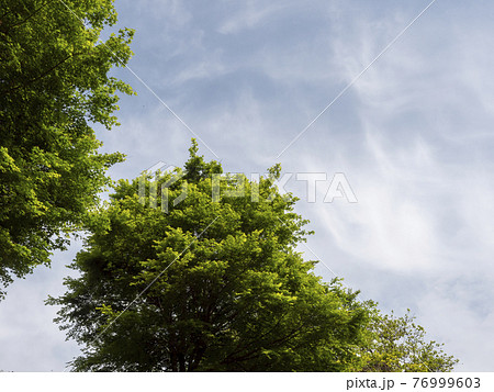 新緑の楓の木と青空の背景用素材 76999603