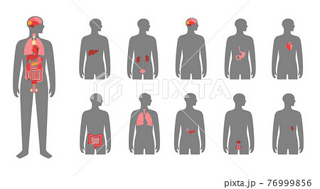 Human internal organs 76999856
